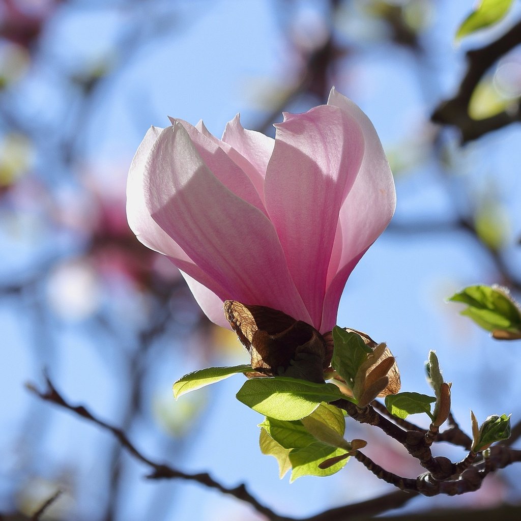 Обои небо, ветка, цветение, бутон, весна, магнолия, the sky, branch, flowering, bud, spring, magnolia разрешение 2048x1365 Загрузить