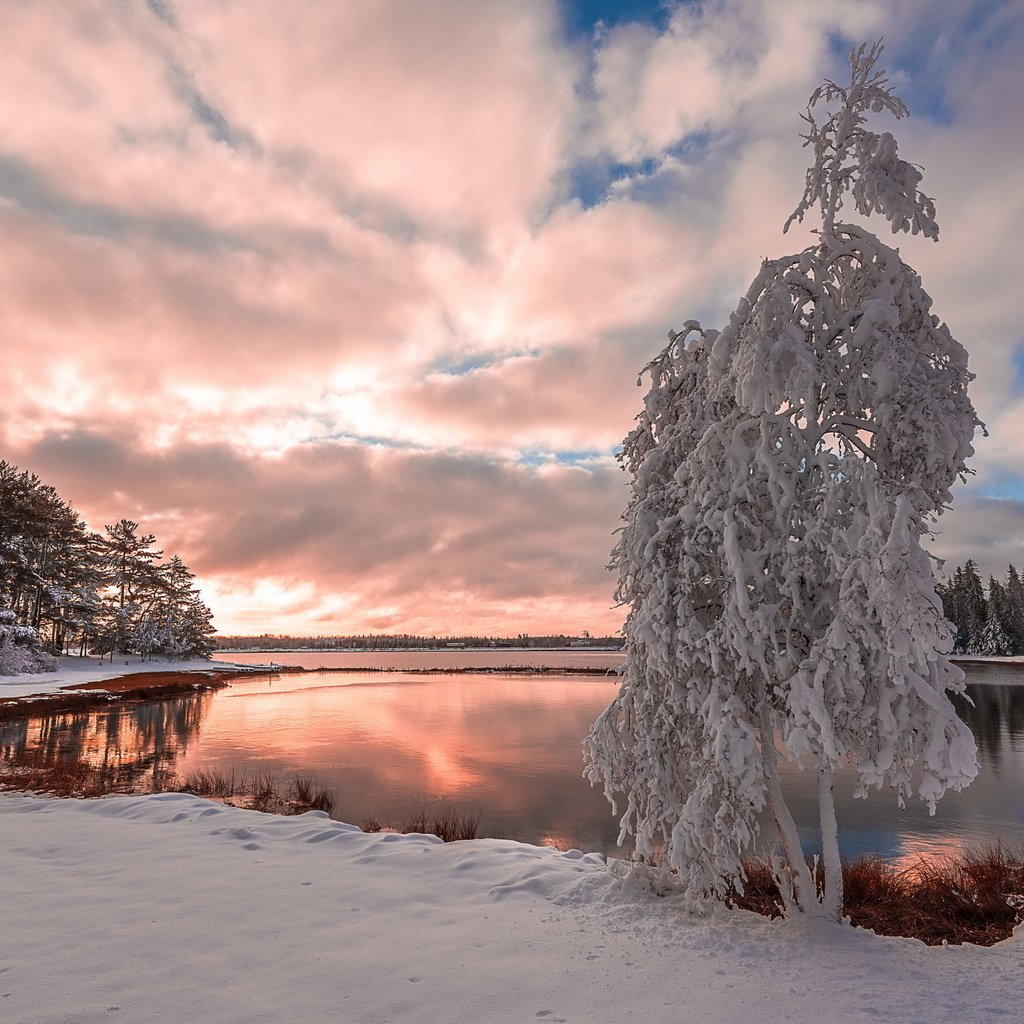 Обои облака, деревья, озеро, снег, природа, дерево, лес, зима, clouds, trees, lake, snow, nature, tree, forest, winter разрешение 2560x1708 Загрузить