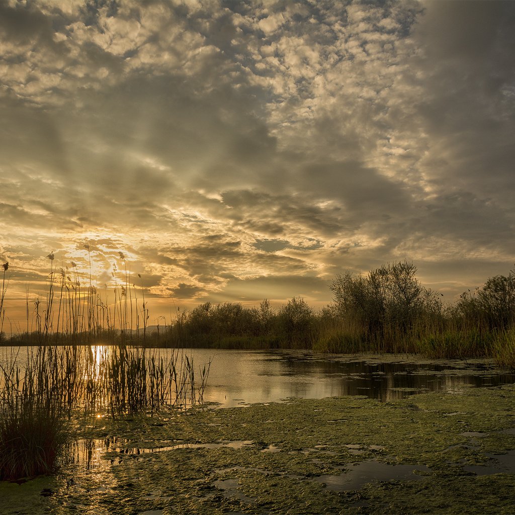 Обои небо, облака, озеро, лучи, рассвет, камыш, тина, заря, the sky, clouds, lake, rays, dawn, reed, tina разрешение 2048x1365 Загрузить