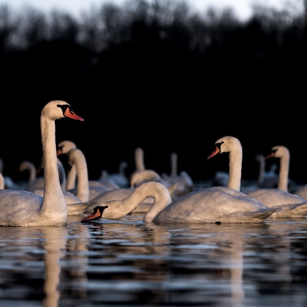Обои озеро, отражение, птицы, лебеди, белый лебедь, лебедь-шипун, lake, reflection, birds, swans, white swan разрешение 2048x1152 Загрузить