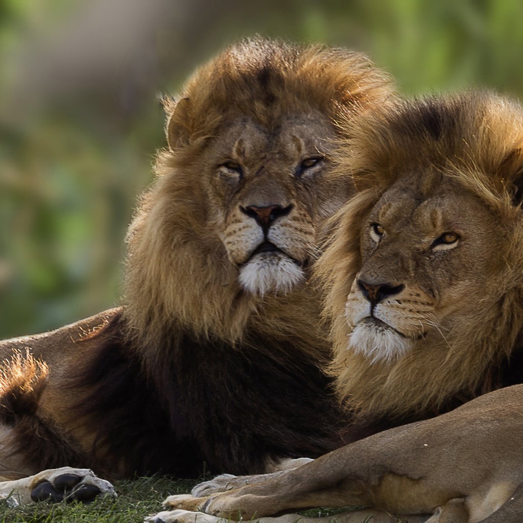 Обои пара, львы, братья, pair, lions, brothers разрешение 2584x1440 Загрузить