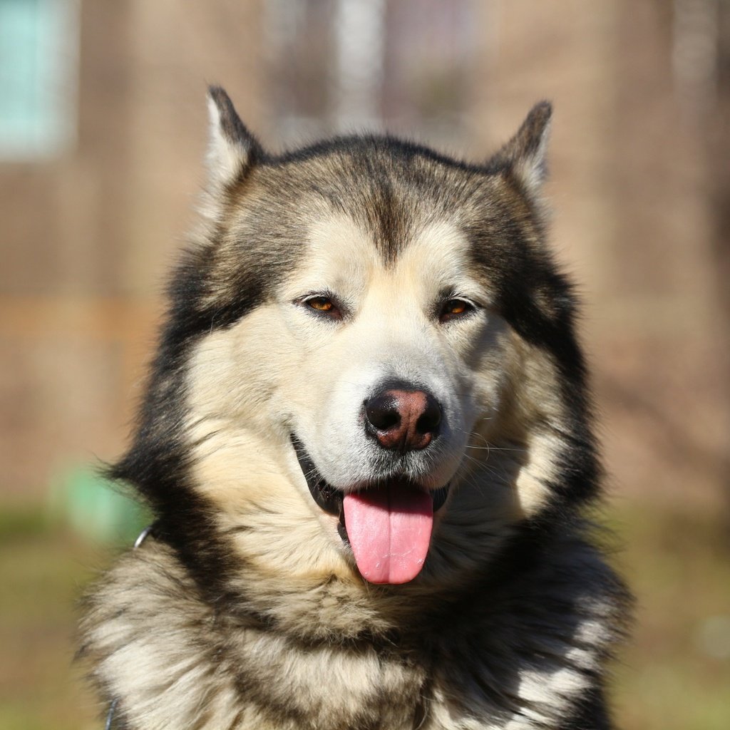 Обои портрет, собака, хаски, язык, маламут, аляскинский маламут, portrait, dog, husky, language, malamute, alaskan malamute разрешение 1920x1280 Загрузить