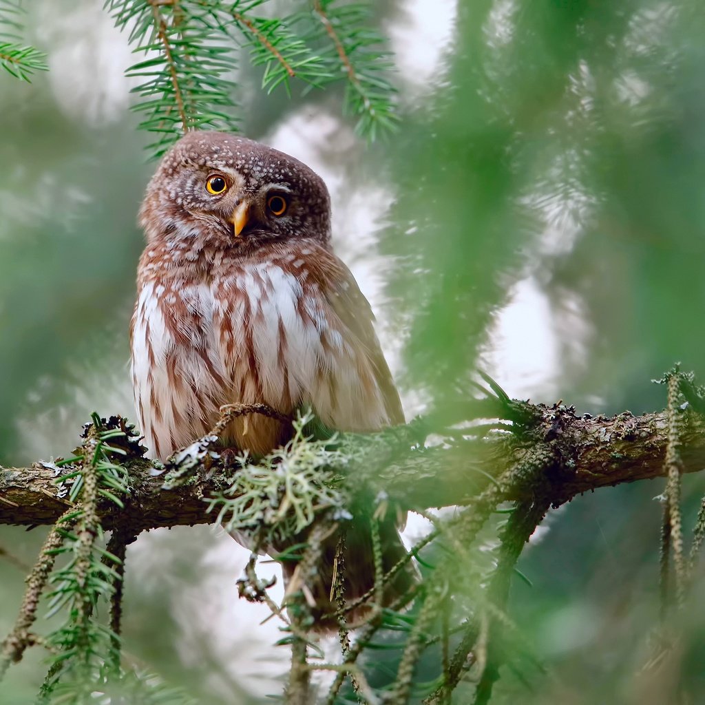 Обои сова, ветки, взгляд, птица, owl, branches, look, bird разрешение 2500x1563 Загрузить