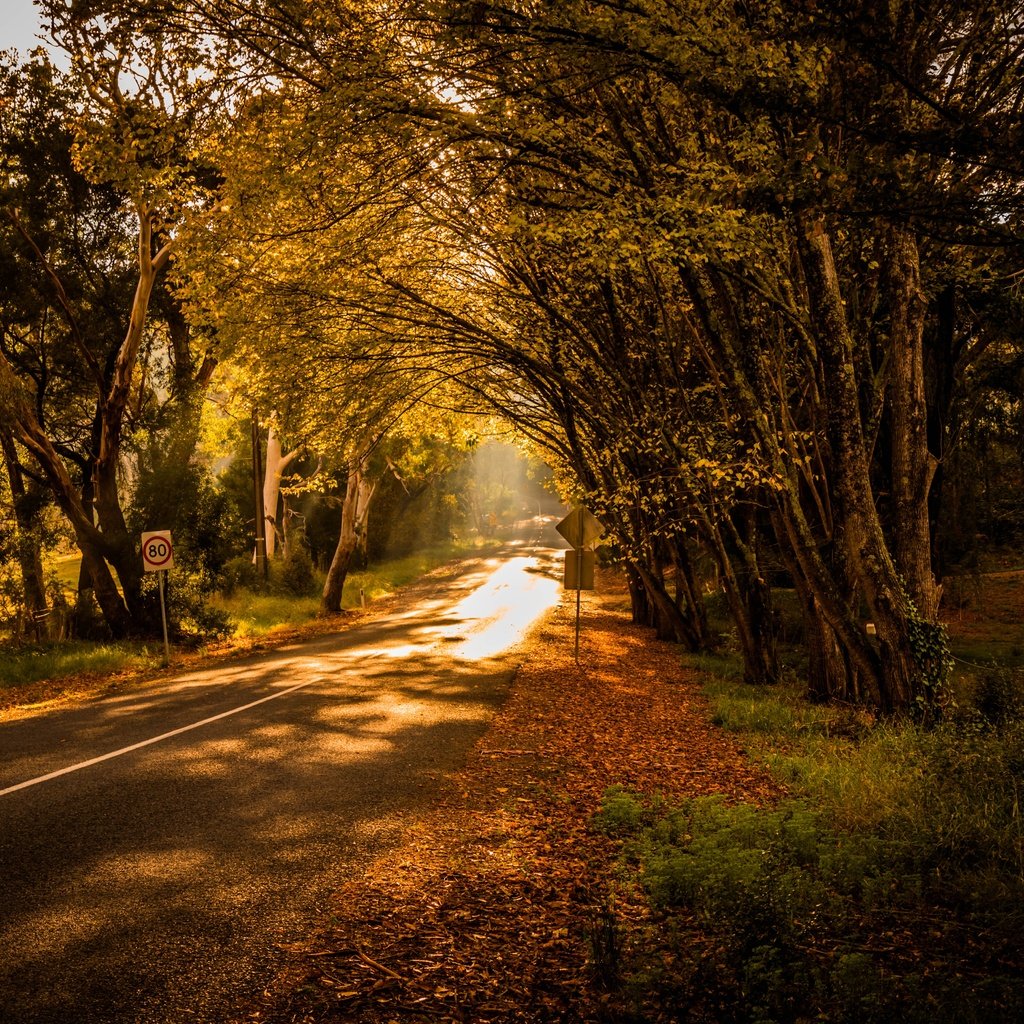 Обои свет, дорога, деревья, природа, light, road, trees, nature разрешение 6000x4000 Загрузить