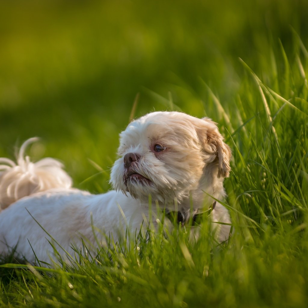 Обои трава, собака, друг, ши-тцу, e b, grass, dog, each, shih tzu разрешение 6000x3750 Загрузить