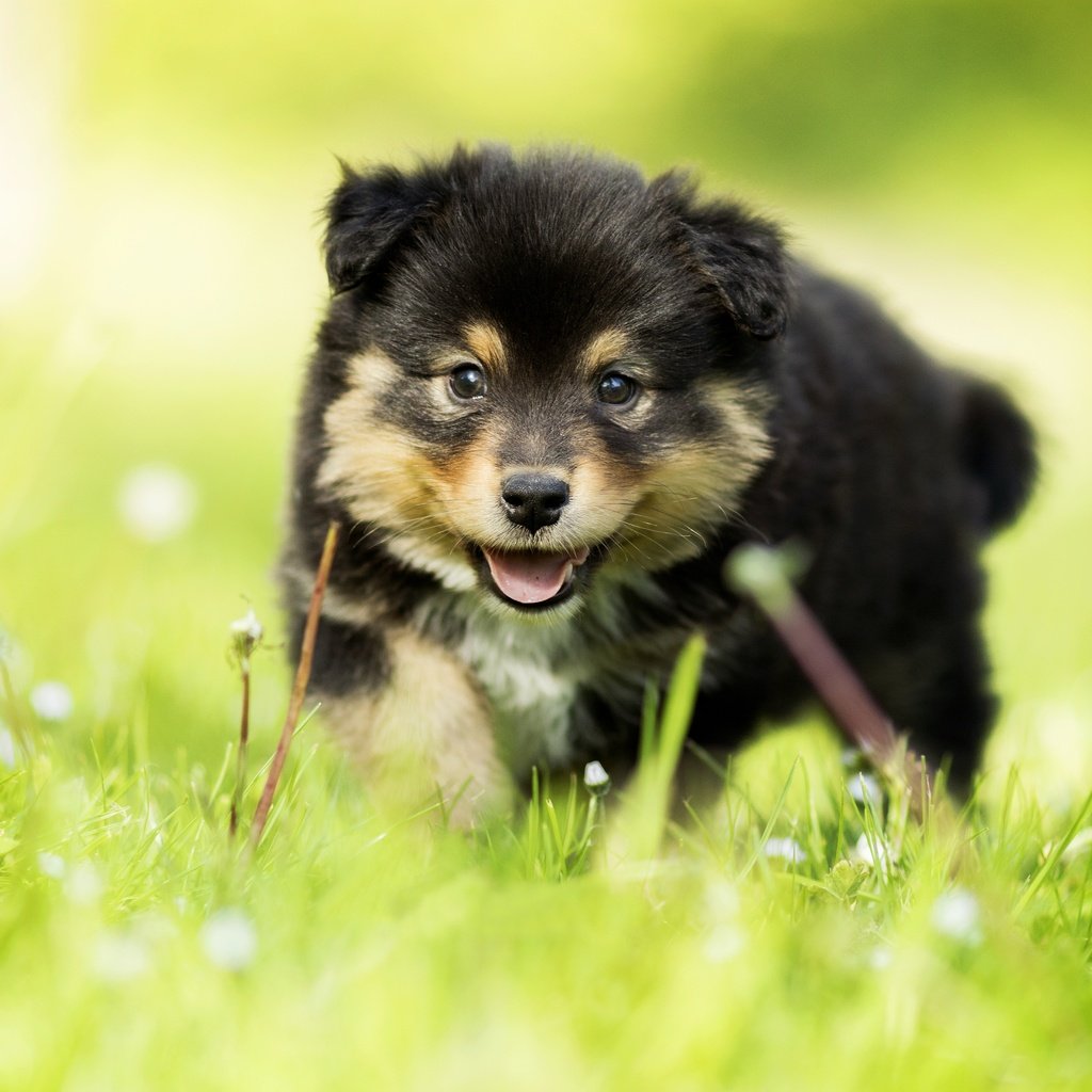 Обои трава, взгляд, собака, щенок, малыш, боке, финский лаппхунд, grass, look, dog, puppy, baby, bokeh, finnish lapphund разрешение 5472x3648 Загрузить