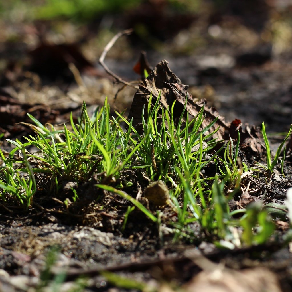 Обои трава, земля, природа, зелень, макро, фон, grass, earth, nature, greens, macro, background разрешение 5184x3456 Загрузить