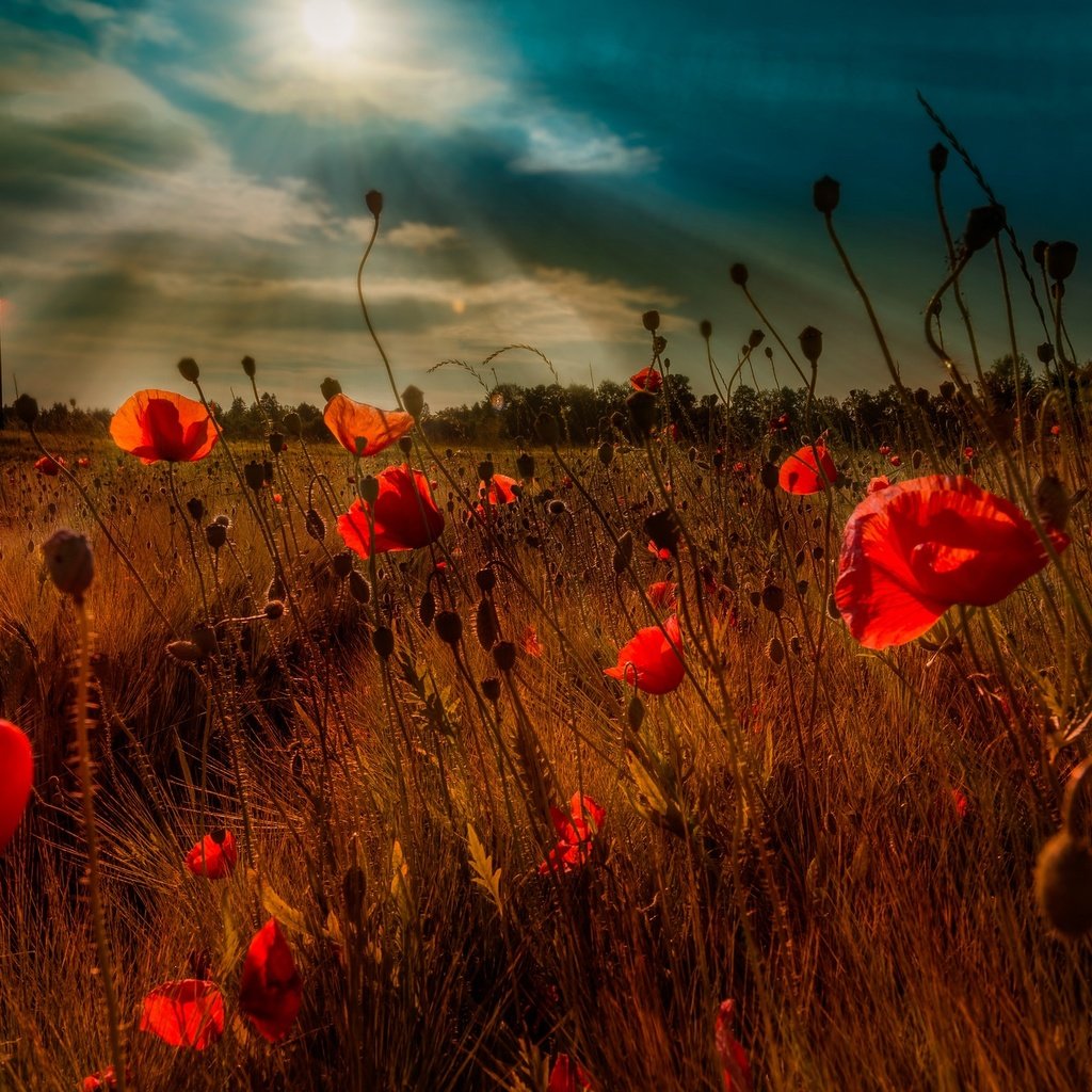 Обои небо, цветы, облака, вечер, поле, маки, the sky, flowers, clouds, the evening, field, maki разрешение 2048x1363 Загрузить