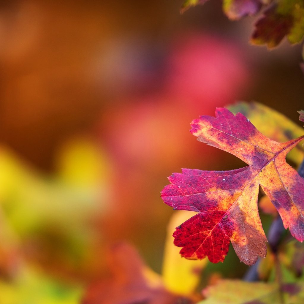 Обои ветка, листья, макро, краски, осень, лист, размытость, branch, leaves, macro, paint, autumn, sheet, blur разрешение 2048x1365 Загрузить