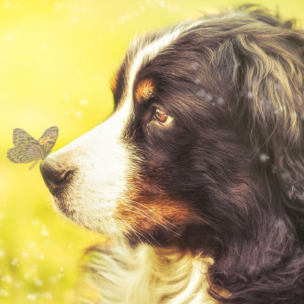 Обои взгляд, бабочка, собака, профиль, бернский зенненхунд, look, butterfly, dog, profile, bernese mountain dog разрешение 2048x1233 Загрузить