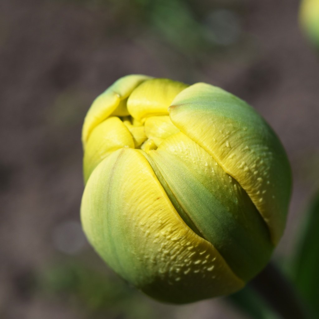 Обои желтый, макро, цветок, бутон, весна, тюльпан, yellow, macro, flower, bud, spring, tulip разрешение 6000x4000 Загрузить