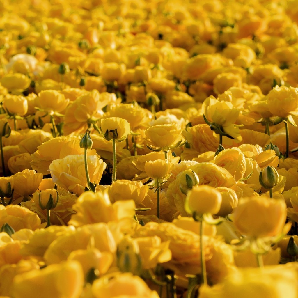 Обои цветы, желтый, ранункулюс, лютик, flowers, yellow, ranunculus, buttercup разрешение 2048x1304 Загрузить