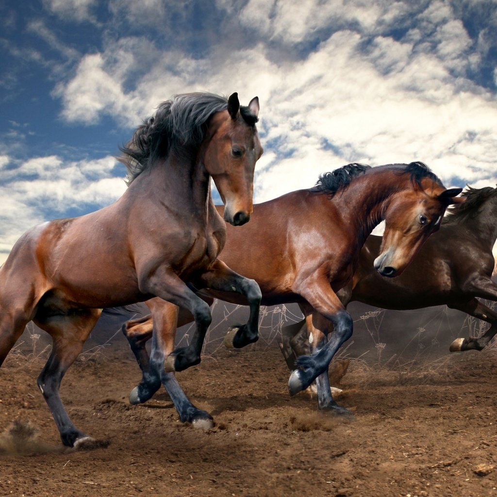 Обои небо, облака, земля, поле, лошади, кони, бег, the sky, clouds, earth, field, horse, horses, running разрешение 2560x1600 Загрузить