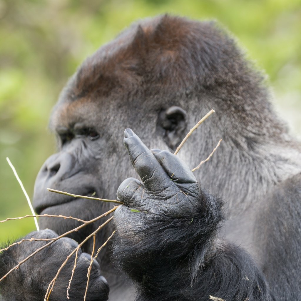 Обои профиль, знак, обезьяна, жест, горилла, примат, profile, sign, monkey, gesture, gorilla, the primacy of разрешение 5184x3456 Загрузить