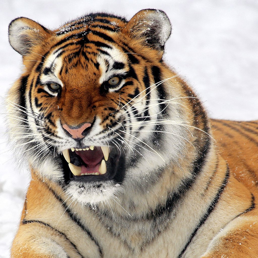 Обои тигр, глаза, морда, взгляд, хищник, зубы, дикие кошки, пасть, tiger, eyes, face, look, predator, teeth, wild cats, mouth разрешение 2560x1600 Загрузить