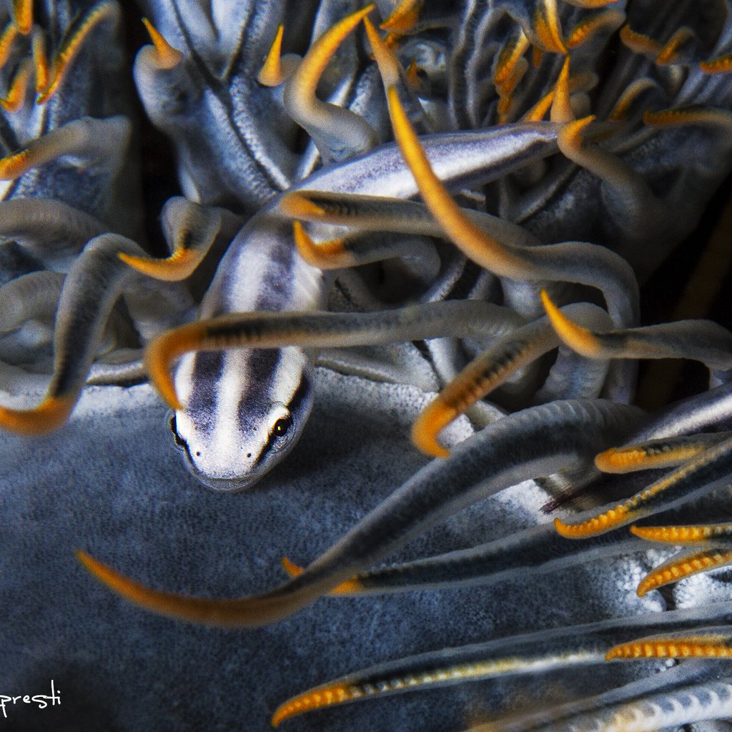 Обои рыба, подводный мир, актиния, davide lopresti, морские анемоны, полипы, fish, underwater world, actinium, sea anemones, polyps разрешение 2000x1333 Загрузить