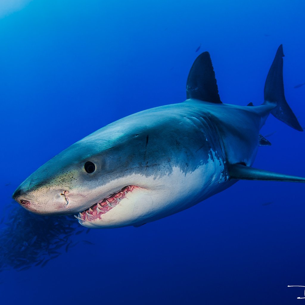 Обои море, рыбы, океан, акула, подводный мир, davide lopresti, sea, fish, the ocean, shark, underwater world разрешение 2000x1333 Загрузить