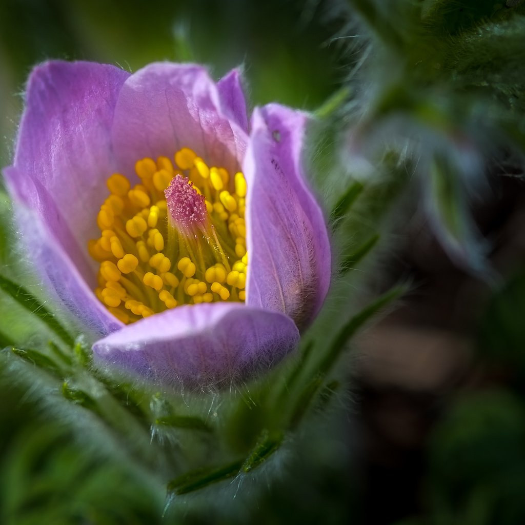 Обои цветок, весна, сон-трава, прострел, flower, spring, sleep-grass, cross разрешение 4029x2536 Загрузить