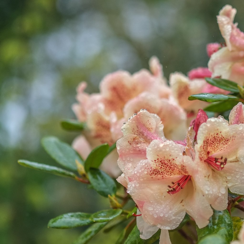 Обои цветы, рододендрон, вода, листья, капли, лепестки, куст, боке, азалия, flowers, rhododendron, water, leaves, drops, petals, bush, bokeh, azalea разрешение 3606x2080 Загрузить