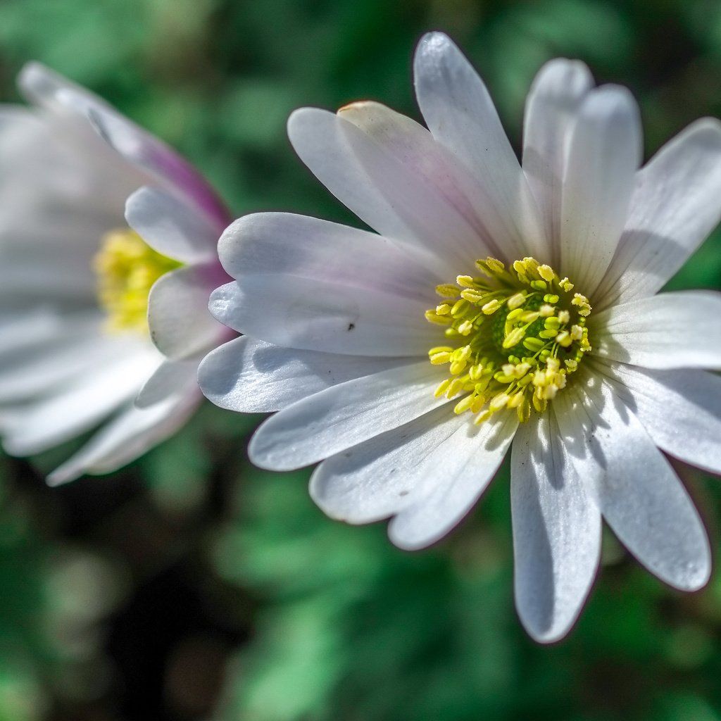 Обои цветы, макро, лепестки, размытость, белые, анемона, jazzmatica, flowers, macro, petals, blur, white, anemone разрешение 3956x2760 Загрузить