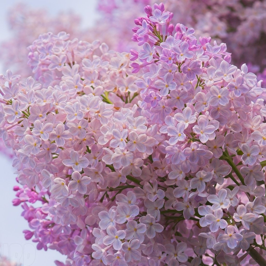 Обои цветы, цветение, ветки, весна, сирень, flowers, flowering, branches, spring, lilac разрешение 2013x1400 Загрузить