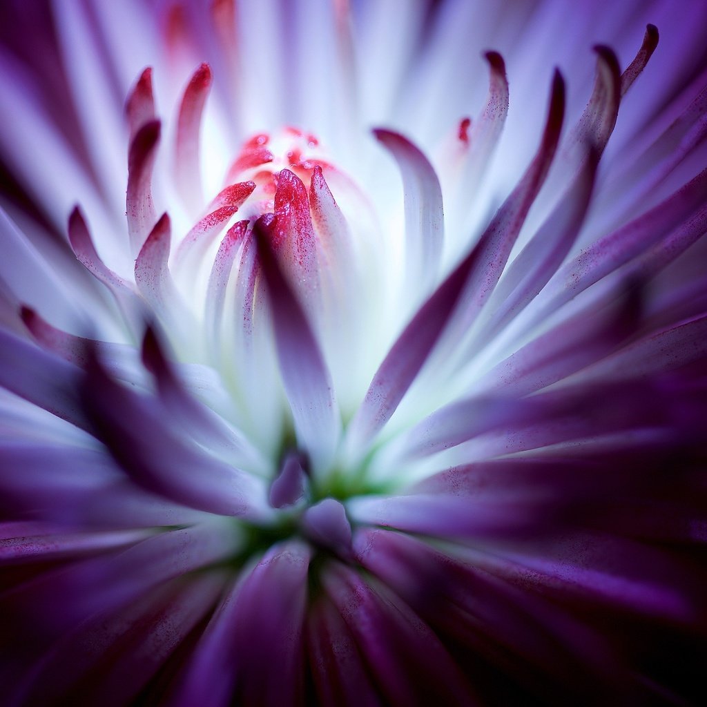 Обои цветок, фиолетовый, хризантема, крупным планом, flower, purple, chrysanthemum, closeup разрешение 3840x2160 Загрузить