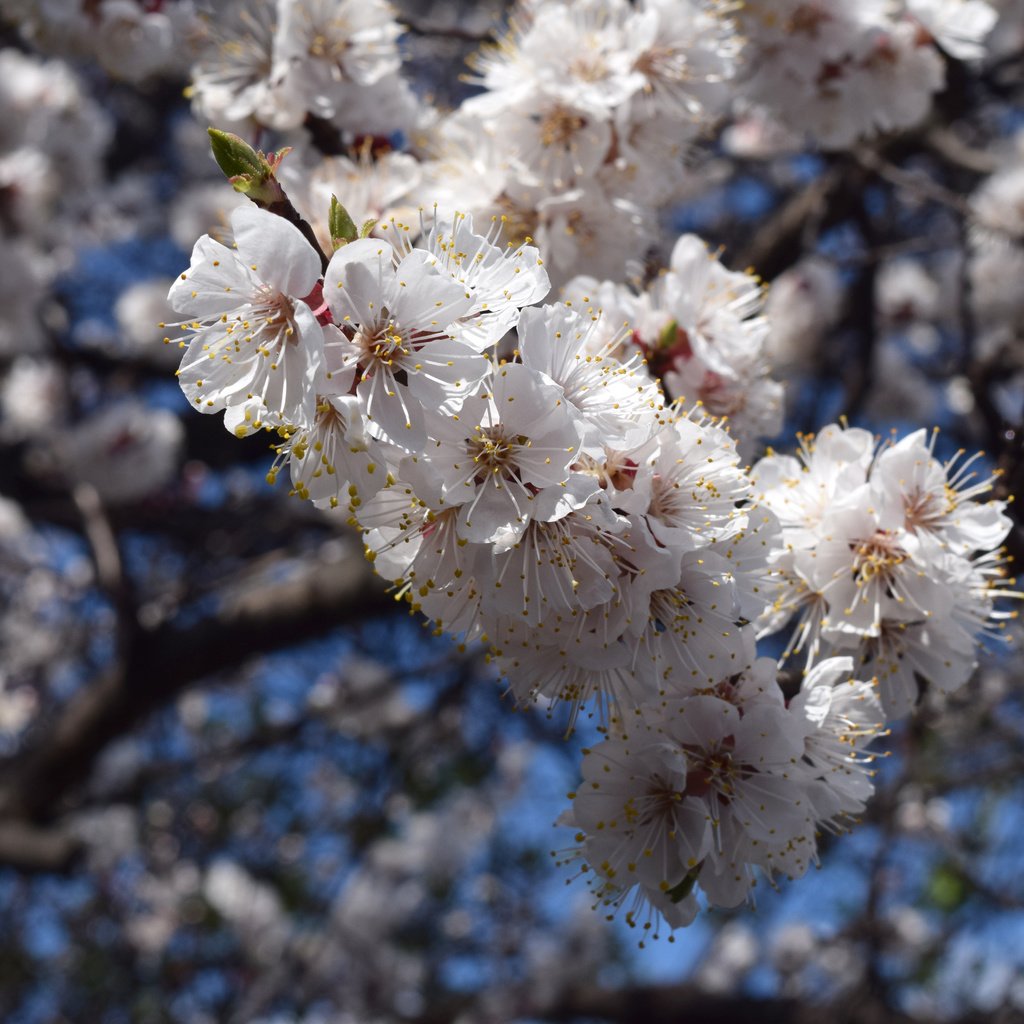 Обои небо, цветы, цветение, ветки, весна, пчелы, the sky, flowers, flowering, branches, spring, bees разрешение 6000x4000 Загрузить