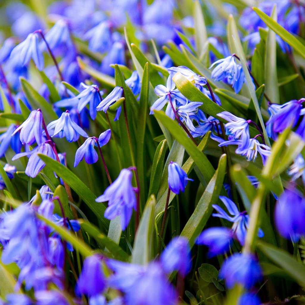 Обои цветы, весна, синие, подснежники, пролеска, flowers, spring, blue, snowdrops, scilla разрешение 3000x1688 Загрузить