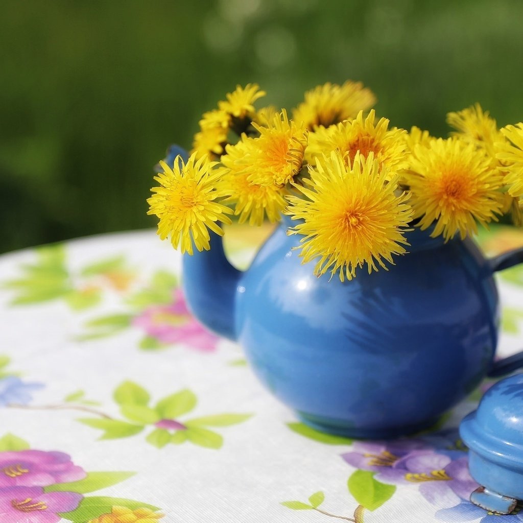 Обои цветы, стол, одуванчики, чайник, скатерть, flowers, table, dandelions, kettle, tablecloth разрешение 2048x1365 Загрузить