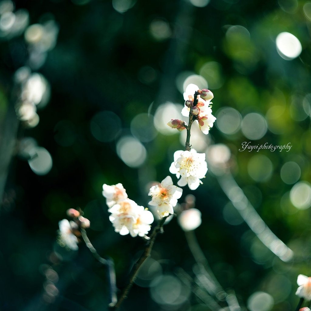 Обои цветы, ветка, цветение, размытость, весна, сакура, yayoi, flowers, branch, flowering, blur, spring, sakura разрешение 2000x1331 Загрузить