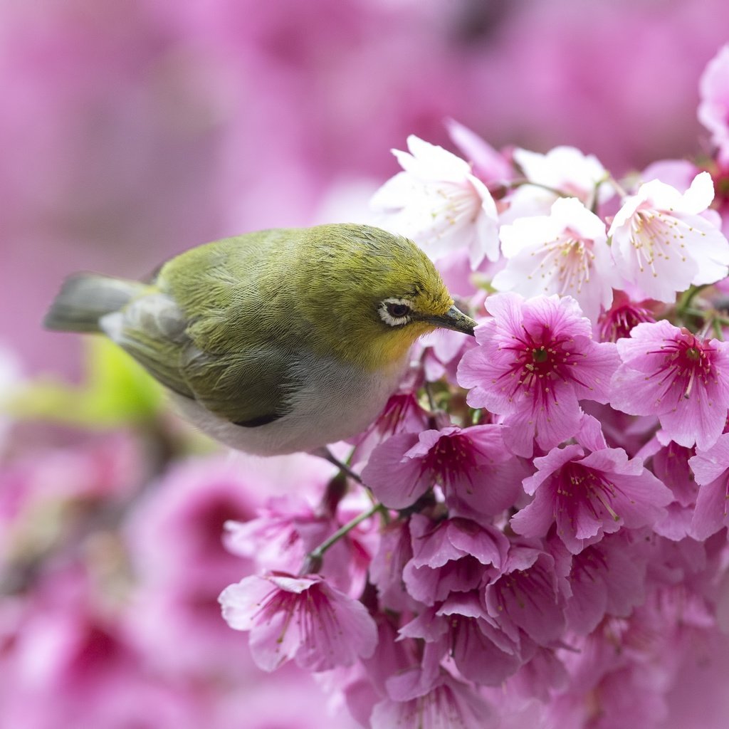 Обои цветы, ветка, птица, весна, сакура, белоглазка, flowers, branch, bird, spring, sakura, white-eyed разрешение 2048x1365 Загрузить