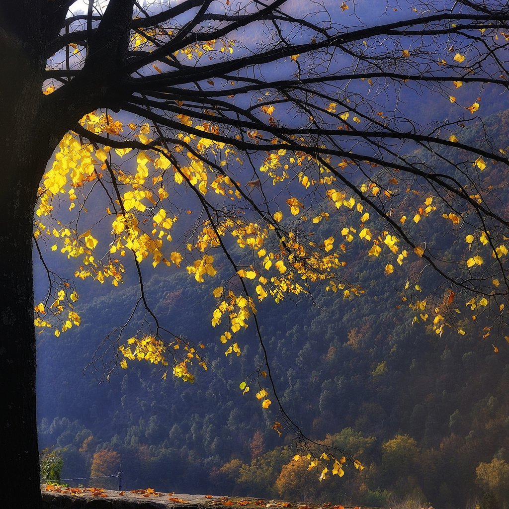 Обои горы, дерево, лес, листья, ветви, осень, желтые, mountains, tree, forest, leaves, branch, autumn, yellow разрешение 2048x1363 Загрузить