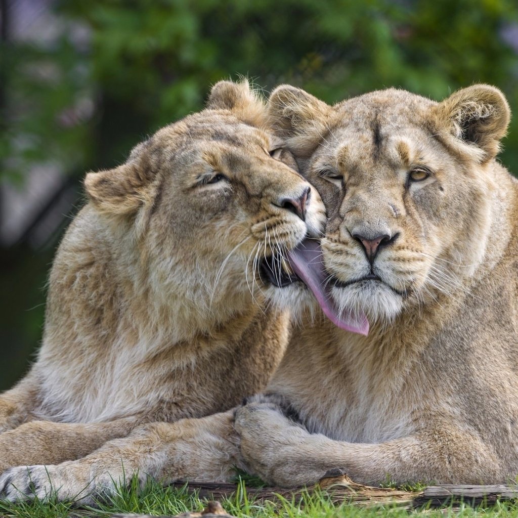 Обои морда, лапы, львы, хищники, язык, львицы, face, paws, lions, predators, language, lioness разрешение 1920x1281 Загрузить