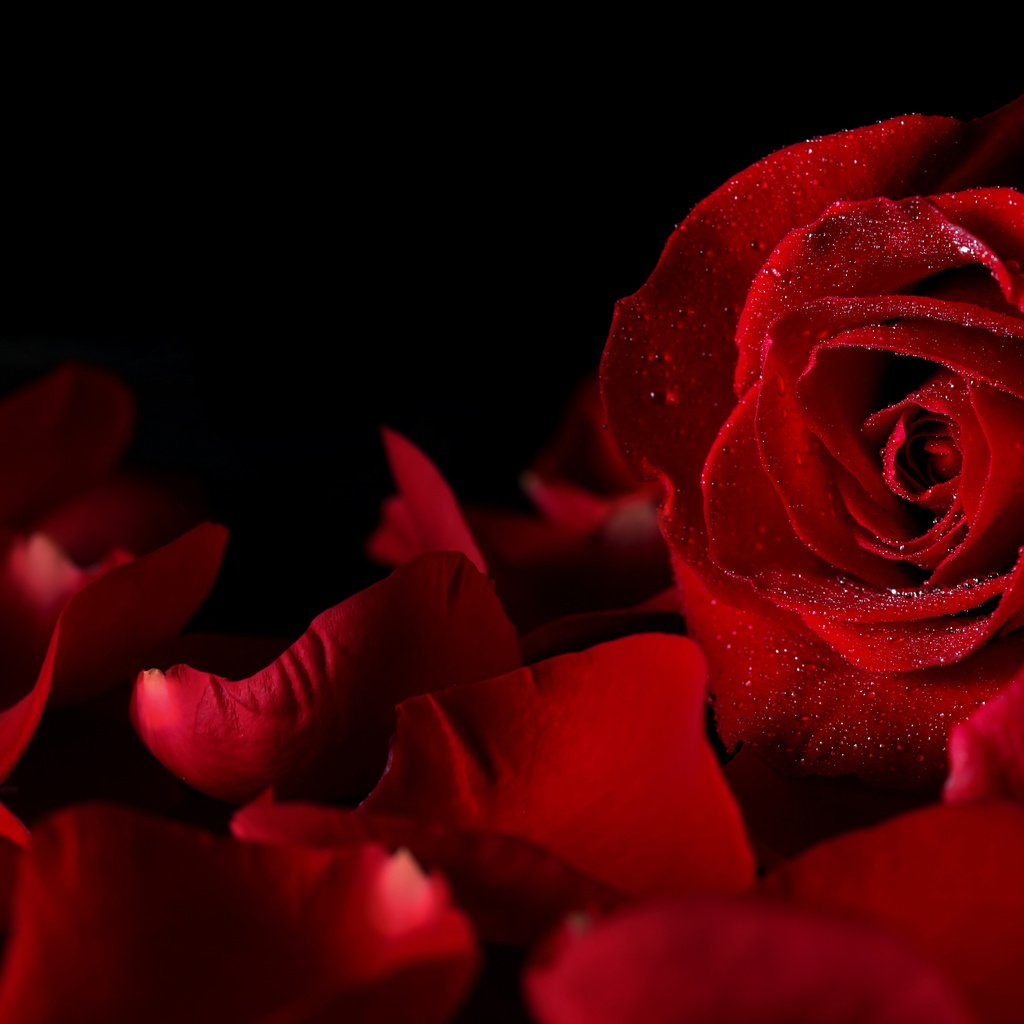 Обои макро, цветок, капли, роза, лепестки, красный, черный фон, macro, flower, drops, rose, petals, red, black background разрешение 5616x3744 Загрузить