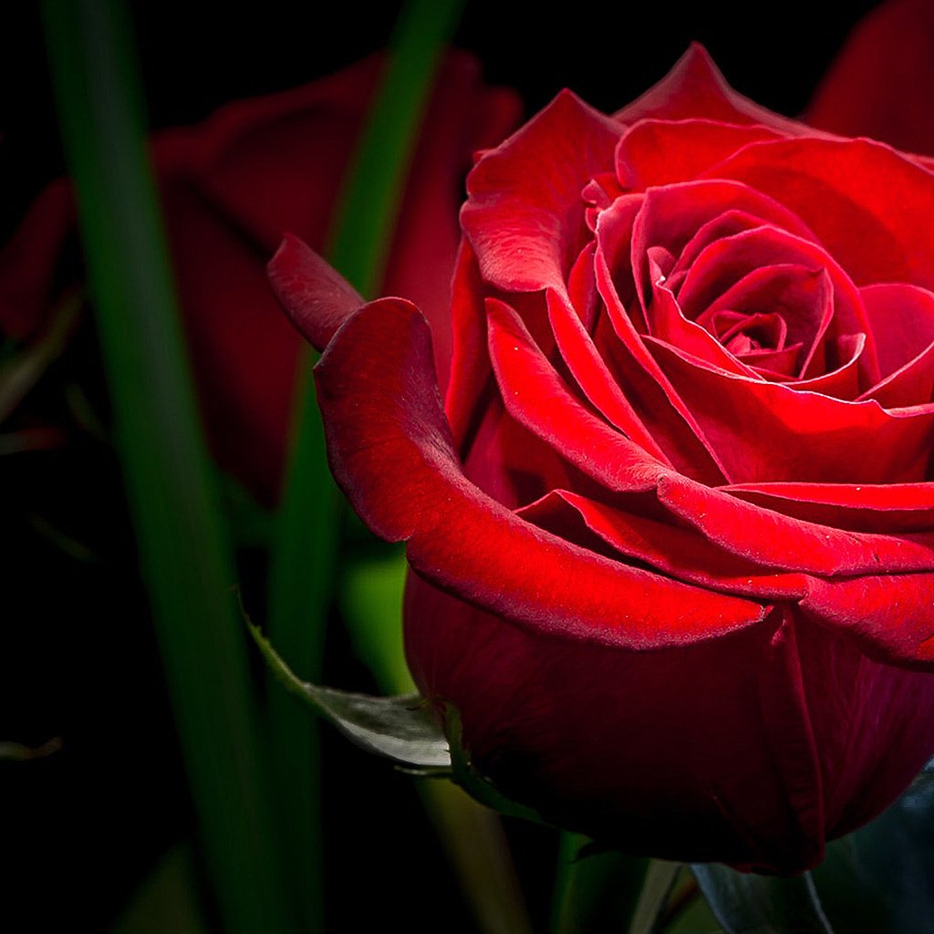 Обои макро, цветок, роза, красная, темный фон, macro, flower, rose, red, the dark background разрешение 1920x1080 Загрузить