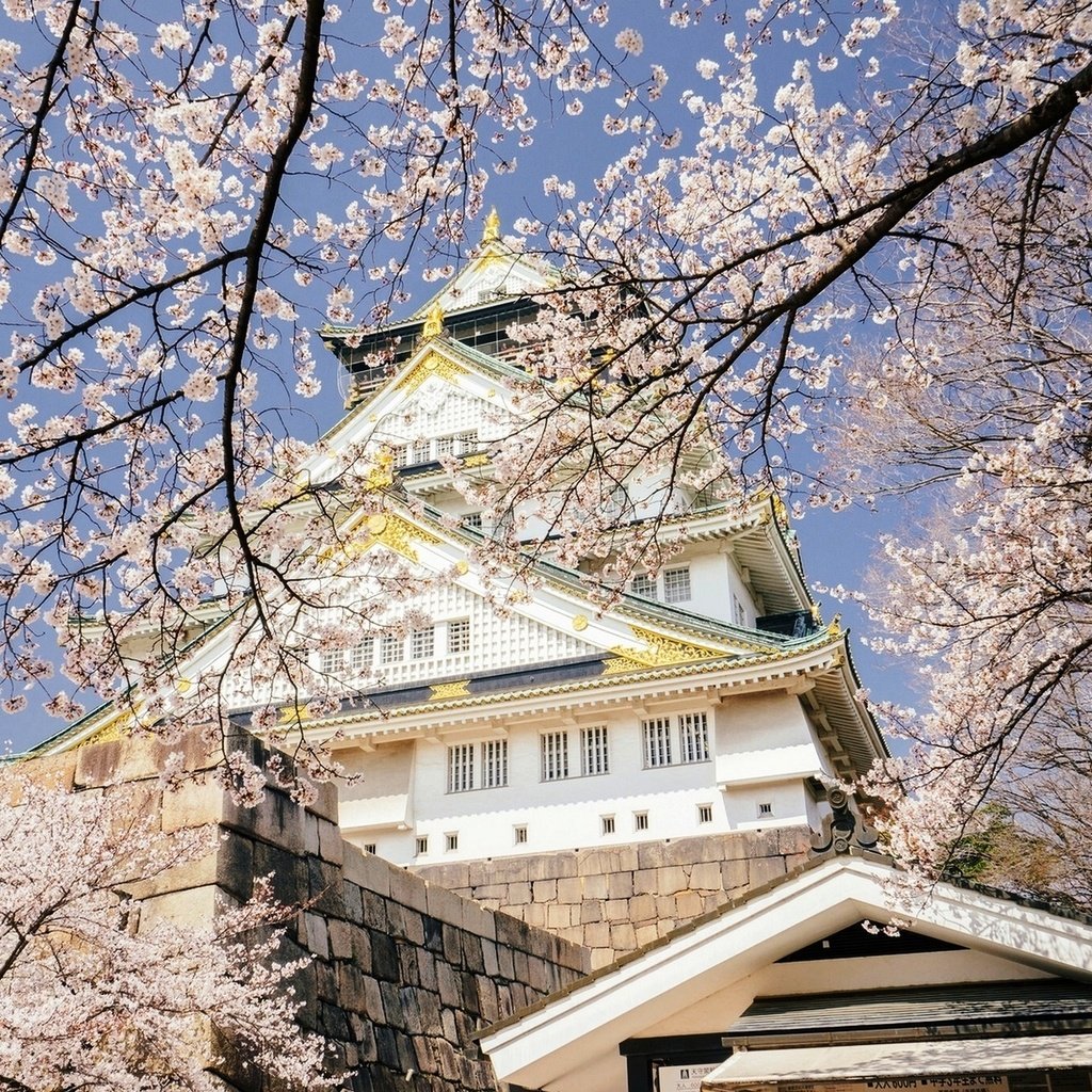 Обои небо, цветение, япония, весна, дворец, осака, the sky, flowering, japan, spring, palace, osaka разрешение 1920x1282 Загрузить