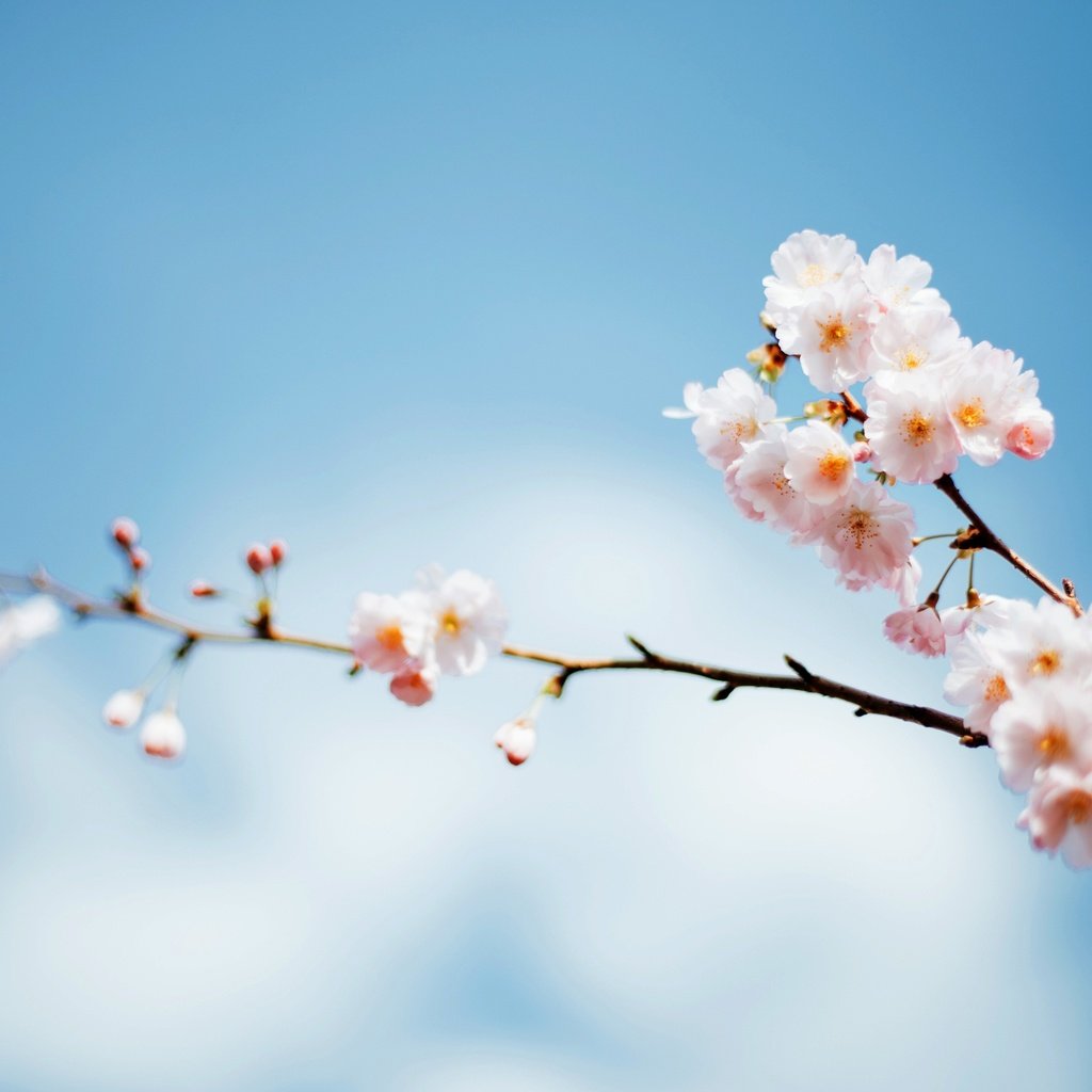 Обои небо, ветка, дерево, цветение, весна, фокус, the sky, branch, tree, flowering, spring, focus разрешение 2880x1800 Загрузить