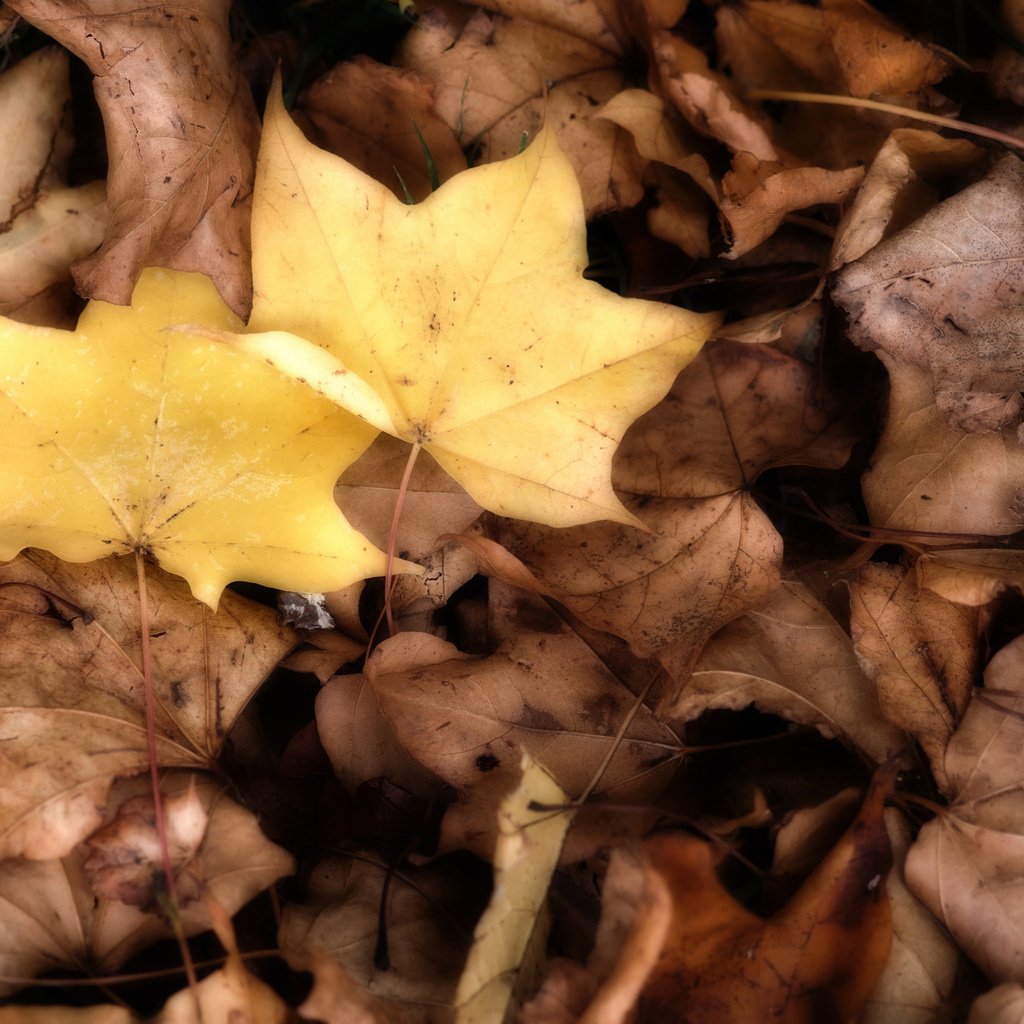 Обои природа, листья, осень, клен, nature, leaves, autumn, maple разрешение 2048x1365 Загрузить