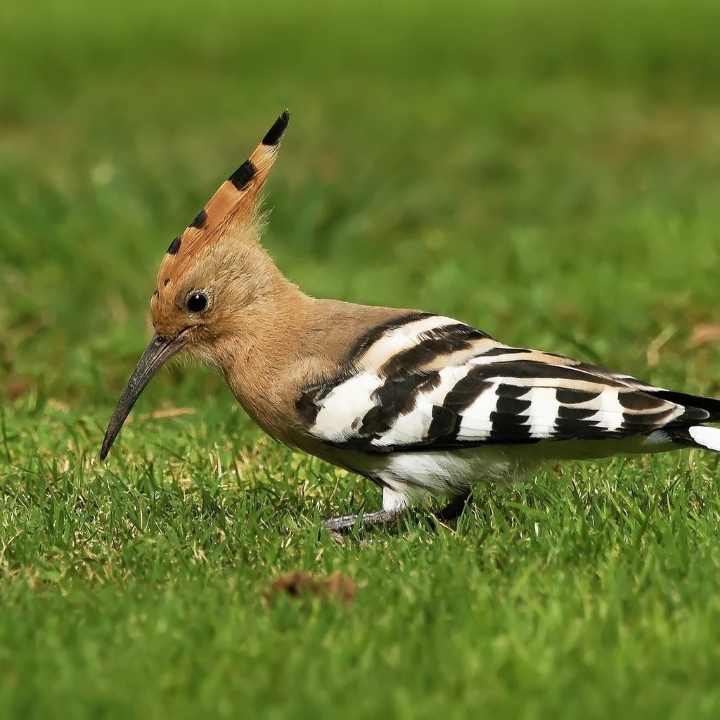 Обои трава, птицы, птица, клюв, перья, удод, grass, birds, bird, beak, feathers, hoopoe разрешение 2048x1152 Загрузить