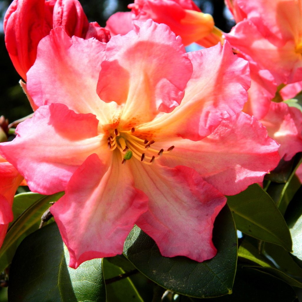 Обои цветы, весна, азалия, рододендрон, flowers, spring, azalea, rhododendron разрешение 1920x1440 Загрузить