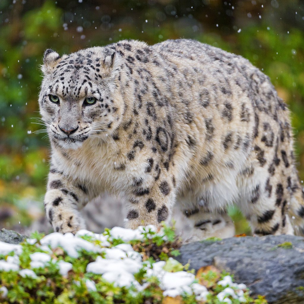 Обои снег, животные, хищник, снежный барс, ирбис, snow, animals, predator, snow leopard, irbis разрешение 2048x1365 Загрузить