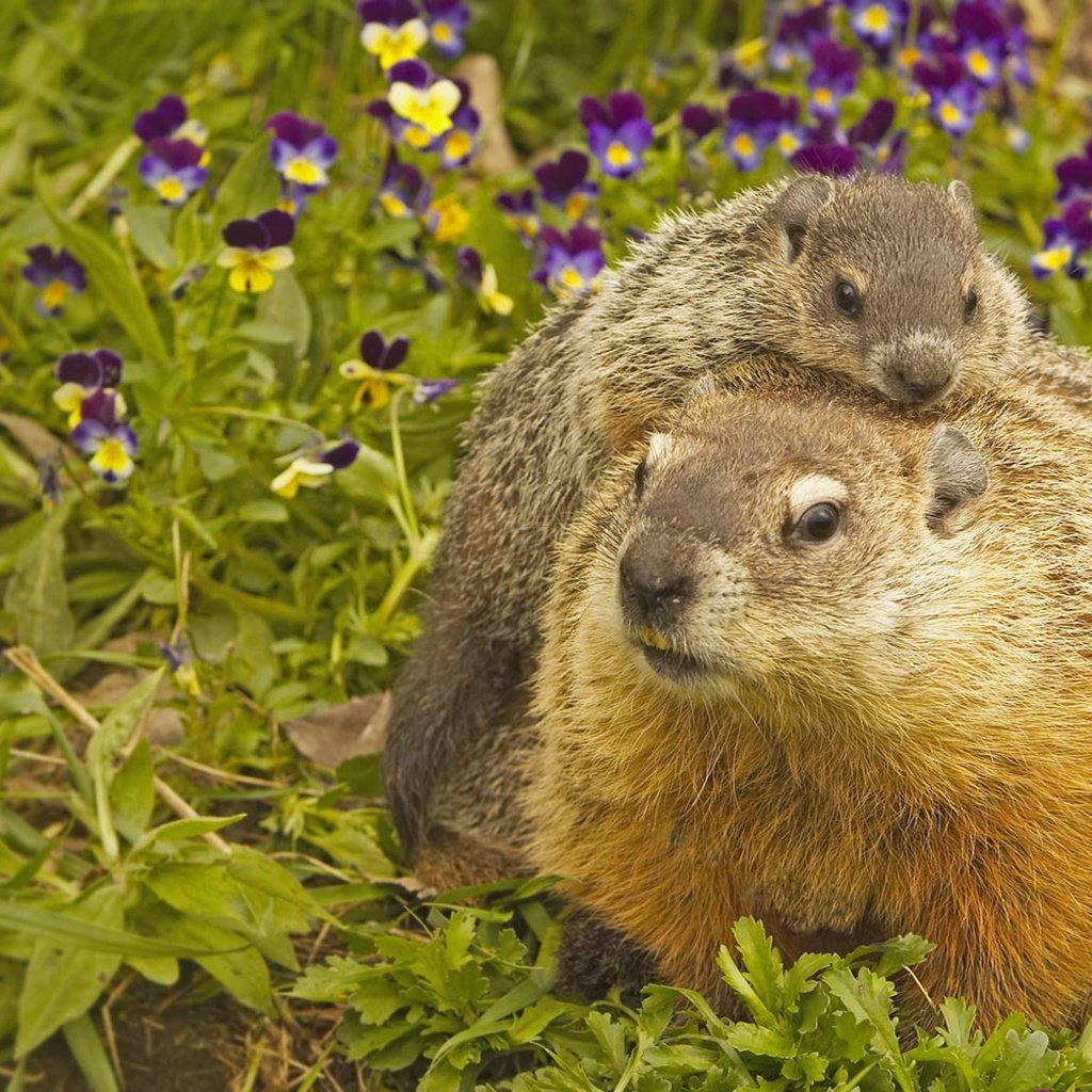 Обои сша, грызун, миннесота, луговые собачки, usa, rodent, mn, prairie dogs разрешение 1920x1080 Загрузить