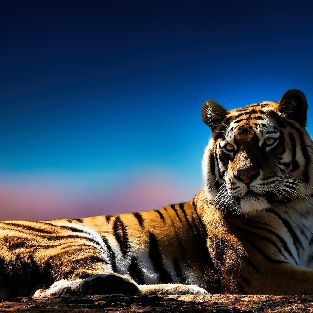 Обои тигр, глаза, морда, фон, взгляд, хищник, tiger, eyes, face, background, look, predator разрешение 1920x1080 Загрузить