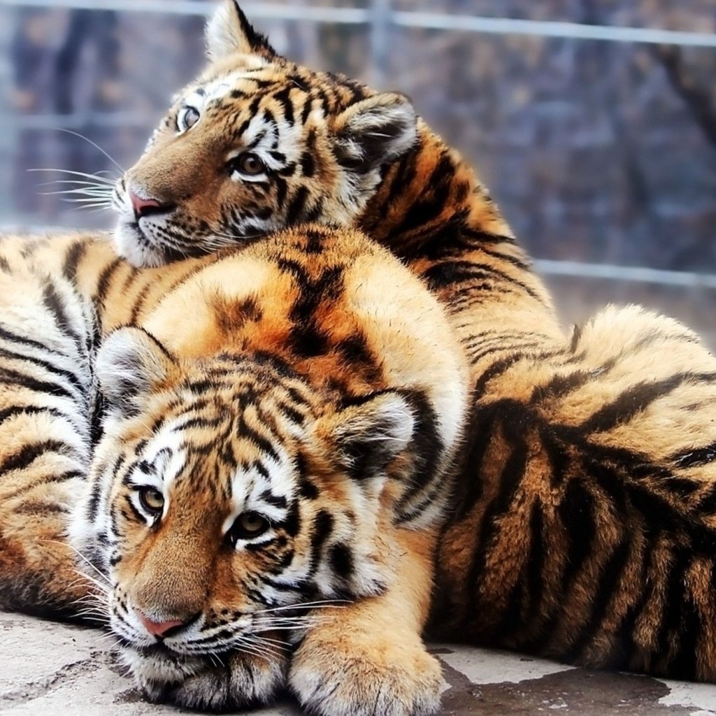 Обои глаза, мордочка, взгляд, тигрята, детеныши, тигры, eyes, muzzle, look, the cubs, cubs, tigers разрешение 1920x1080 Загрузить