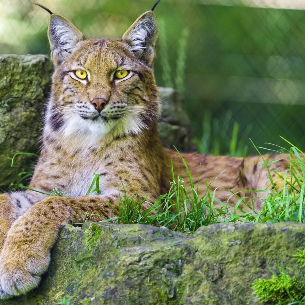 Обои глаза, морда, трава, рысь, взгляд, дикая кошка, eyes, face, grass, lynx, look, wild cat разрешение 1920x1200 Загрузить