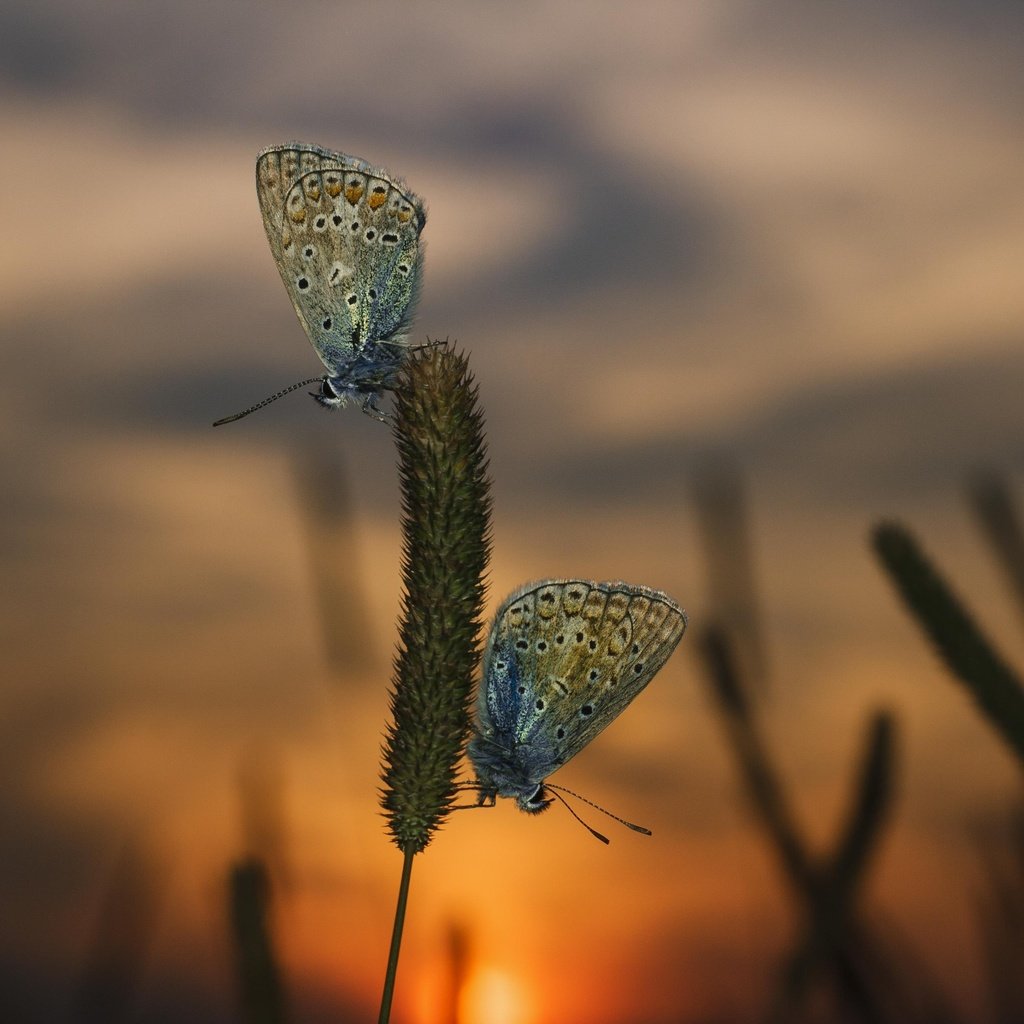 Обои трава, вечер, закат, макро, насекомые, бабочки, grass, the evening, sunset, macro, insects, butterfly разрешение 3888x2592 Загрузить