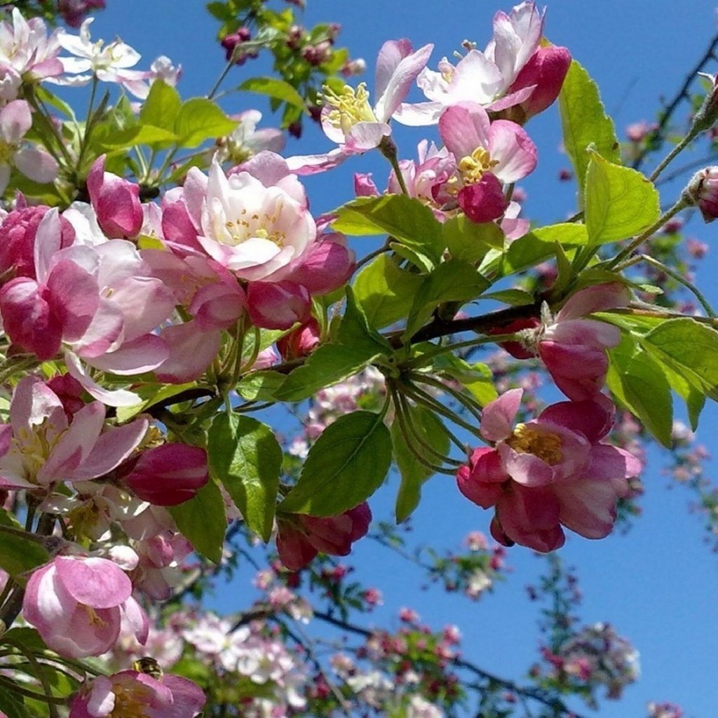 Обои небо, цветение, весна, яблоня, the sky, flowering, spring, apple разрешение 2560x1600 Загрузить