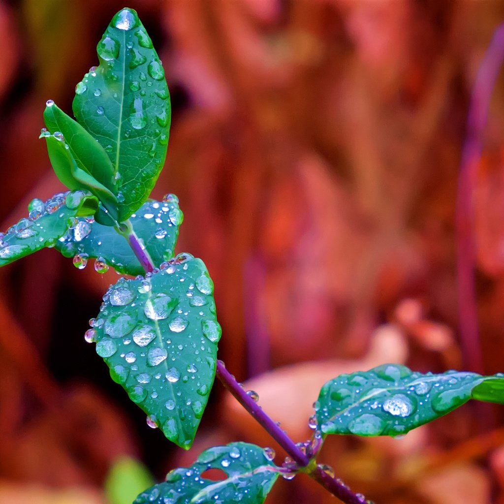 Обои ветка, природа, листья, макро, фон, роса, капли, branch, nature, leaves, macro, background, rosa, drops разрешение 2560x1707 Загрузить