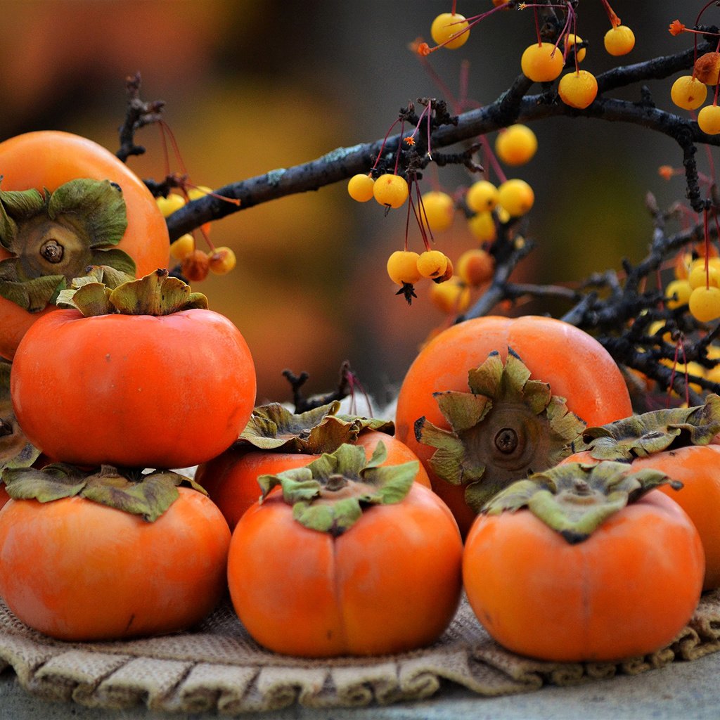 Обои ветки, фрукты, осень, ягоды, салфетка, хурма, branches, fruit, autumn, berries, napkin, persimmon разрешение 2860x1895 Загрузить