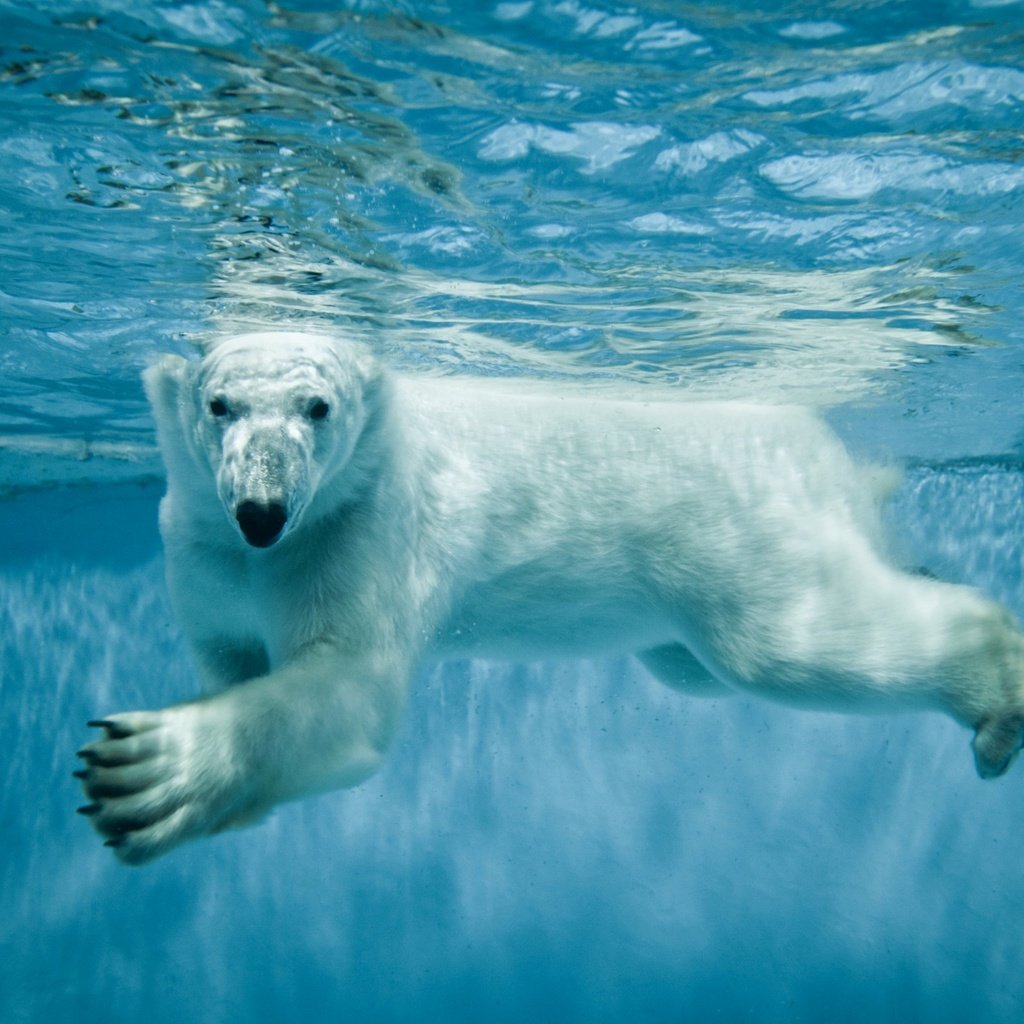 Обои вода, лапы, взгляд, медведь, белый медведь, полярный, северный, water, paws, look, bear, polar bear, polar, north разрешение 2560x1600 Загрузить